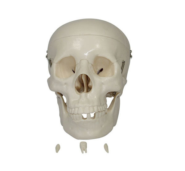 自然大头骨模型 头颅骨模型 头骨标本医学教学培训专用特价促销