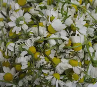 Fresh German chamomile flowers fresh pickled Degan specializes in pure Dew 10 catties of flowers