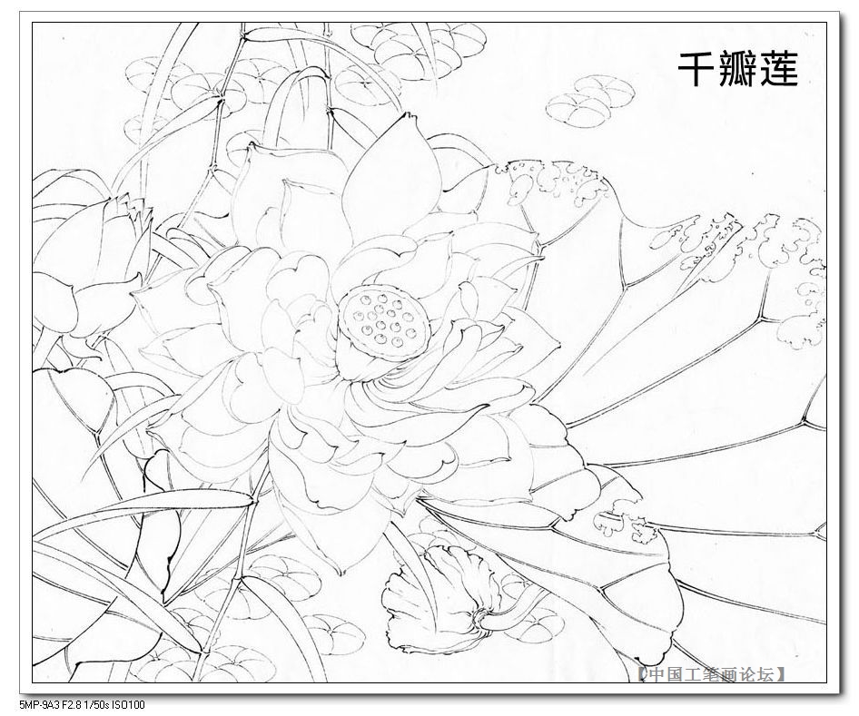 The bottom draft of the artificial stroke-one thousand petals
