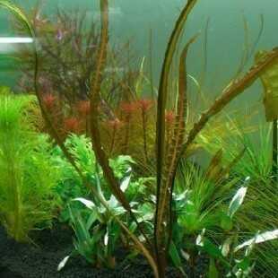 鱼缸阴性真水草活体造景水中叶疯狂百草园椒草喷泉椒草中景后景