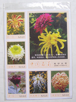 The Spark Collection-Chinese Name of the Chrysanthemum (50 Full)