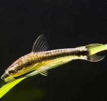 Elf fish except algae fish ear spot catfish about 4CM