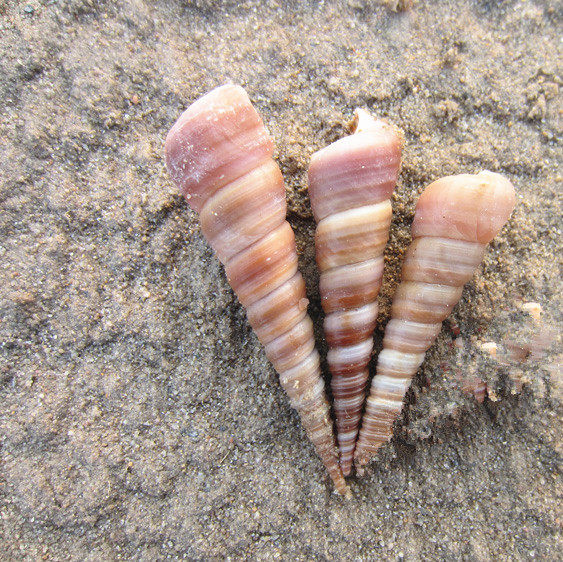 Natural shell black and white cone screw 3 - 7 cm fish tank aquarium wall decoration