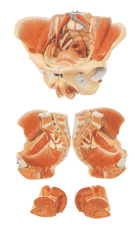 女性骨盆附生殖器官与血管神经模型GD/A15107/女性骨盆解剖模型