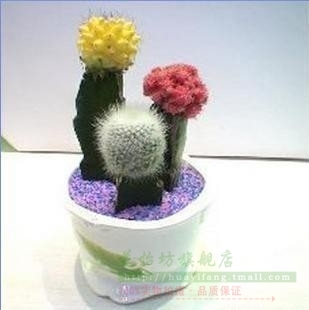 防辐射 仙人掌趣味组合 多肉植物花卉 彩色仙人球组合 盆栽