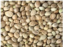 Large Parrot Medium Parrot Small Parrot High Feed Hemp Phemp Breeding Feed 250g