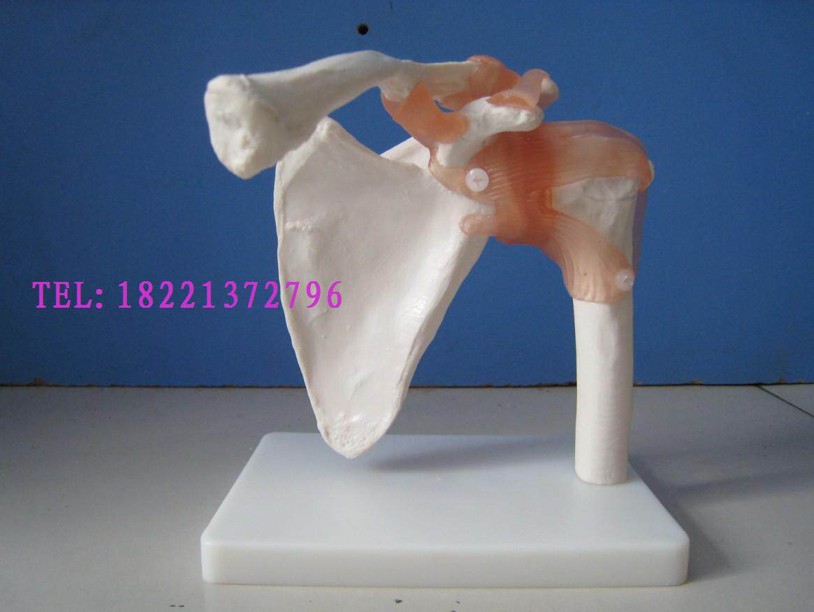 Natural large shoulder joint model human shoulder joint model attached ligament medical human joint model teaching model