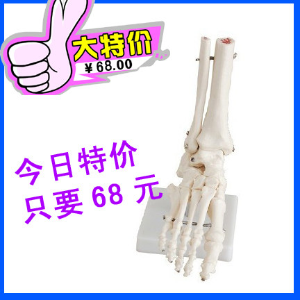 自然大脚关节模型 踝关节模型 人体骨骼 足部模型 教学培训专用人