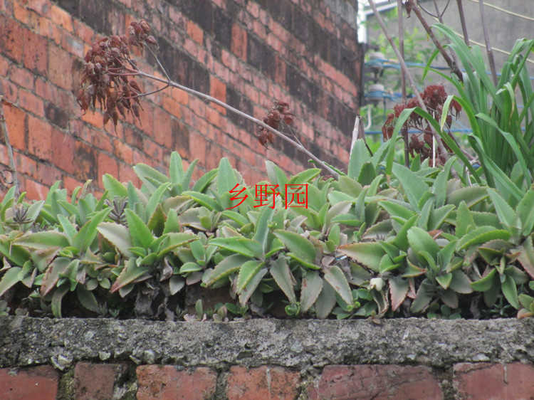 大葉落地生根寬葉不死鳥闊葉不死鳥多肉植物開紅色鍾狀花