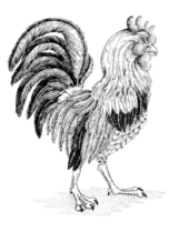 Impression-Obsession EZ Self-Adhesive Stamp* Stamp H7005 Rooster