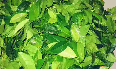 la chanh Fresh lemon leaves 100g lime leaves Dongyin soup Soup ingredients Western spices