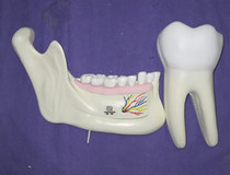 Teaching Instrumentation Experimental Instrumentation Model Children and Grinding Anatomical Model