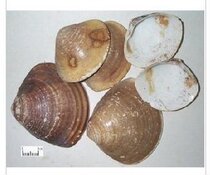 Chinese herbal medicine clam shell 500g