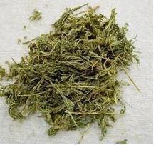 Common Chinese herbal medicines Shishang cypress, ground cypress grass, oriental orientalis golden dragon grass 500g