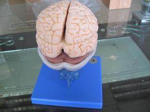 The anatomy model of the human brain anatomy model of the natural brain anatomy model