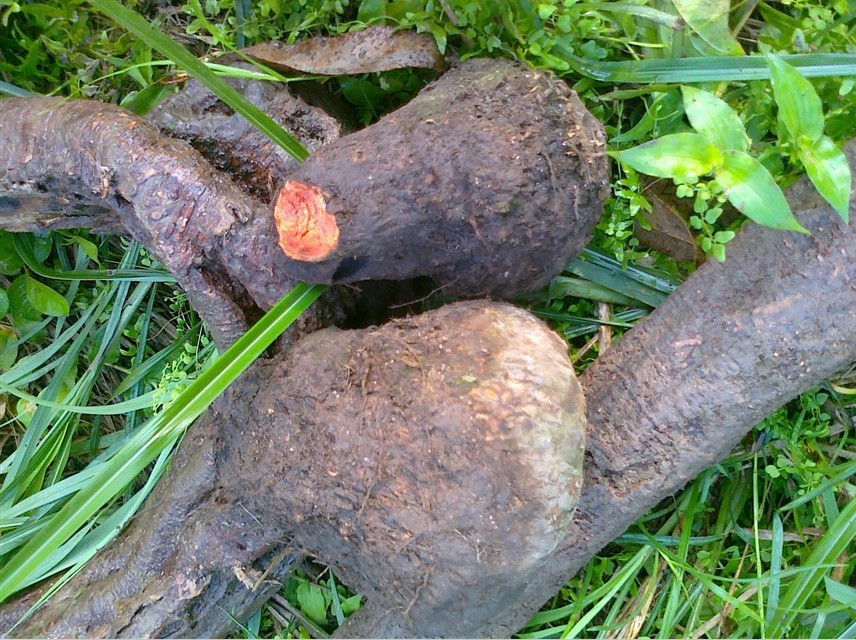 Wild medicinal herbs red medicine red medicine 37 fries Chicken Blood Lotus blood Lioness Yellow Medicine Sub-yellow Sandy Lotus Fresh