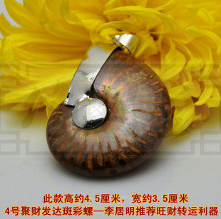 修明堂 4号聚财发达斑彩螺原石 李居明大师推荐旺财摆件转运利器