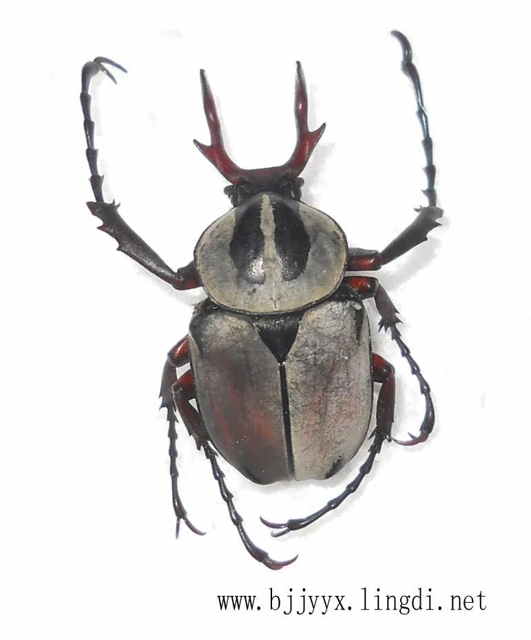 Wet Worm Broadband Deer Corner Flowers Gold Turtle Specimen Personality Golden Tortoise Kop Student Teaching Kop Collection