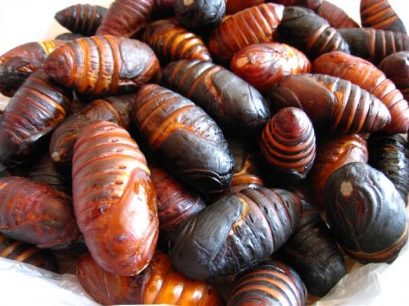 Northeast Yongjiang silkworm pupa 500 grams high protein black pupa fresh live silkworm cocoon Heilongjiang chicken silkworm pupa