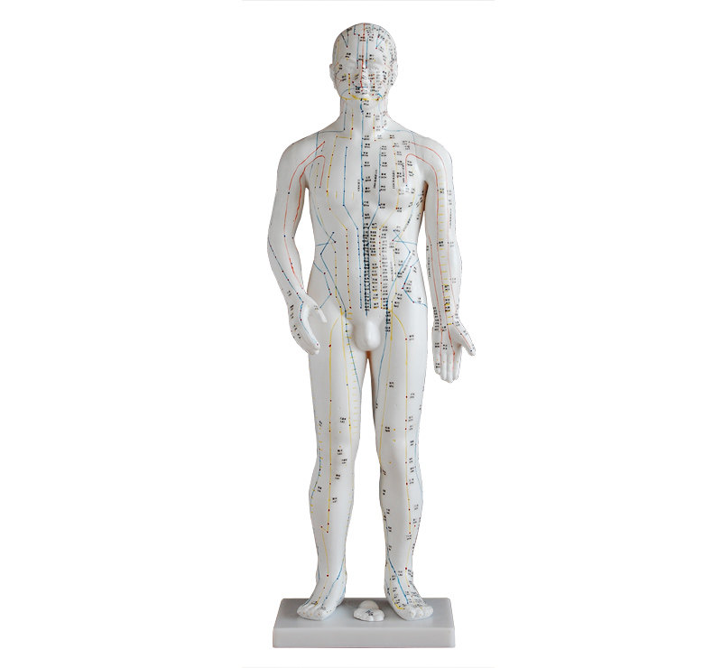 人体针灸模型                    （70CM/60CM/50CM/48CM）