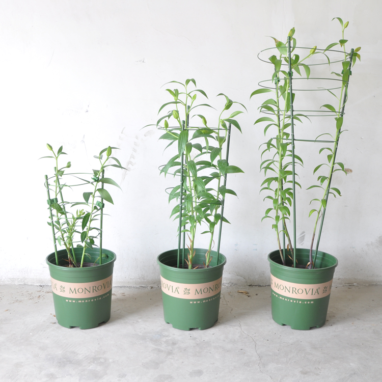 藤本支架 爬藤花卉 植物 瓜果蔬菜支架 方便搭架 园艺支架 支柱