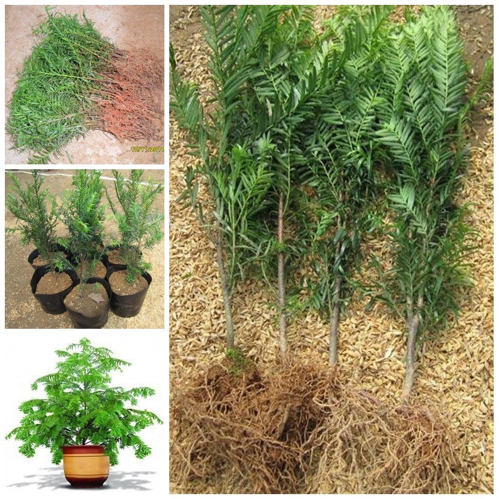 �Ӻ�Ե�辰�춹ɼ