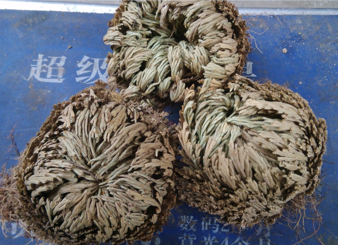 Wild Chinese herbal medicine nine dead soul grass roll cypress fight undead long life grass Long life grass