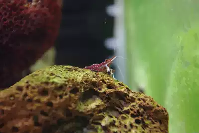 Sulawesi Shrimp White Sox Sulawesi Shrimp Artificial White Sox Adult (1 2cm-1 5cm)