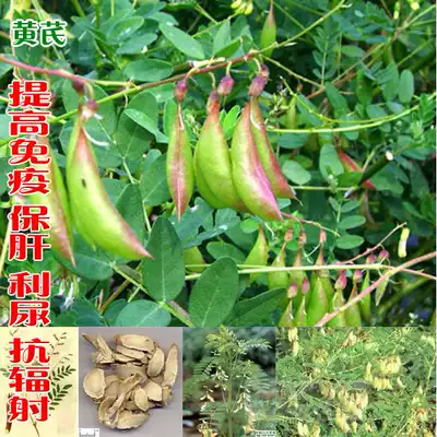 黄芪种子黄耆种子 中药种子观赏蔬果种子花卉种子a