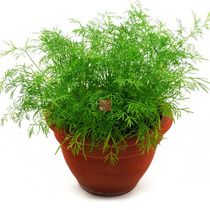 Fennel Seeds Four Seasons Fennel Fast-growing Stubble Fennel Seeds Vegetable Seed Package Dumplings are more delicious