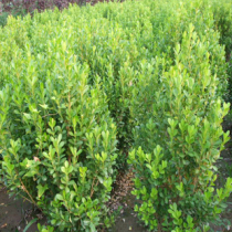 Greening seedlings-melon seeds boxwood leaflet boxwood seedlings project color seedlings Garden greening seedlings complete specifications