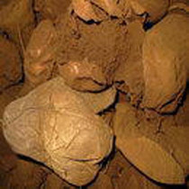 Chinese herbal medicine puffball 500g