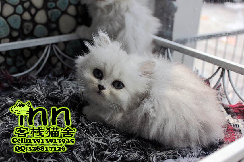 persian cat shop