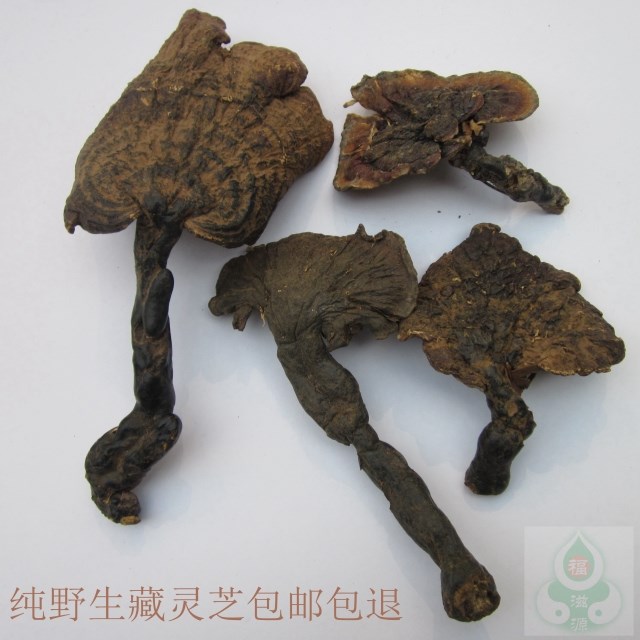 Tibet Ganoderma lucidum wild Ganoderma lucidum white meat Ganoderma lucidum slightly bitter back Ganoderma lucidum
