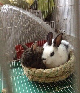 Chinchilla, Guinea pig, Dutch pig, rabbit, rabbit, rabbit, rabbit, rabbit, rabbit, rabbit, rabbit, rabbit, rabbit, rabbit, rabbit, rabbit, rabbit, rabbit, rabbit, rabbit, rabbit 