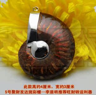 修明堂 5号聚财发达斑彩螺原石 李居明大师推荐旺财摆件转运利器
