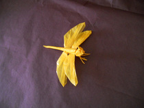 Insect origami dragonfly