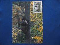 89 Hong Kong version 2000-3 giant panda limit Film