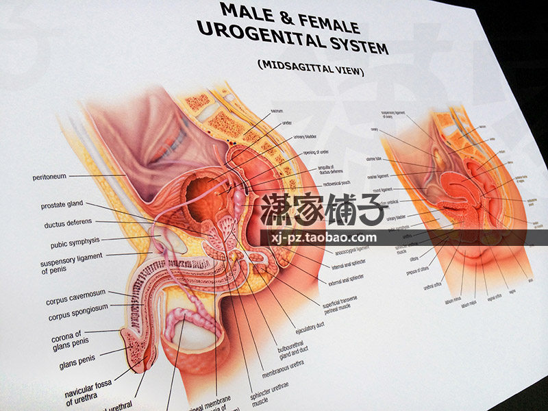 Anatomical Atlas of Male and Female Reproductive System Urogenital System (English Version) Decorative Painting