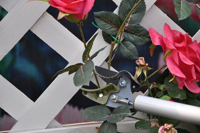 High Branches Cut 1 25M High branches Saw Seeds 1034 1034 0 85kg 85kg FRUIT CUT PRUNES CUT PRUNES