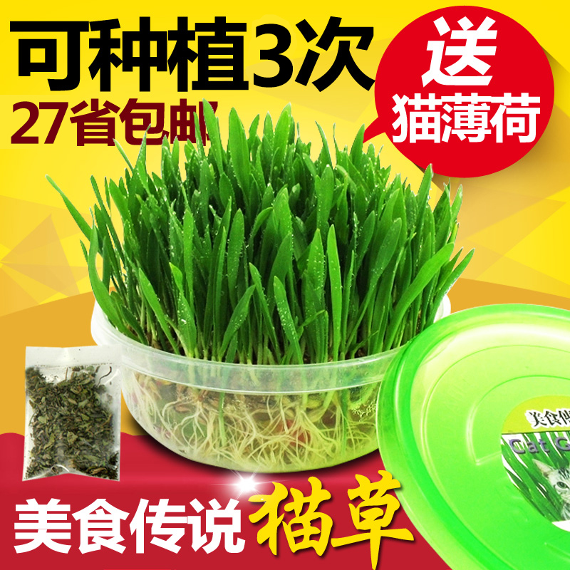 美食传说 种植猫草水晶猫草套送猫薄荷 去毛球天然猫零食多省包邮