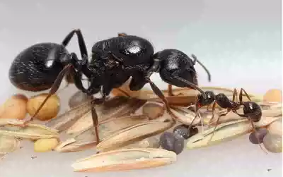 Falling snow pet Ant craftsmen harvest ants after 21 years of new Community origin in Xinjiang