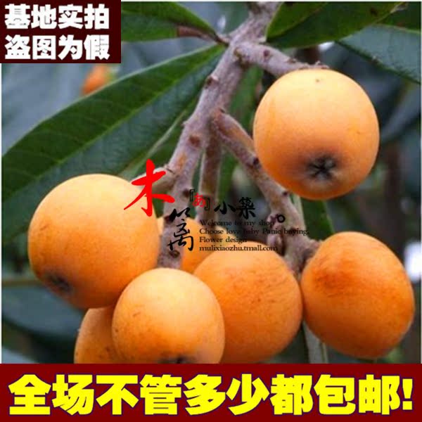 盆栽地栽枇杷苗枇杷樹苗 苗木 当年丰产甜五星枇杷南北四季可种植