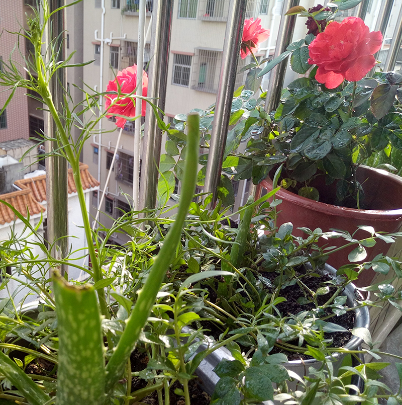 Differential mail special link tone board amplifier