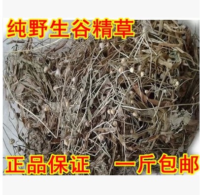 Middle Green Grass Herb Medicine Valley Lean Grass Cure Myopia drug Night Blind Ocular Dysmenorrhea protective eye Minmu