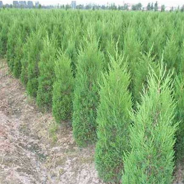 蜀桧塔柏桧柏松柏塔柏苗蜀桧苗 墓地松扫墓松绿化工程苗