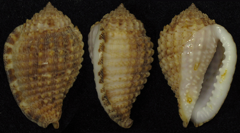 Cute Wrinkled Snail Morum Amabilis Shikama, 1973 Cute Wrinkled Snail Morum Amabilis Shikama, 1973