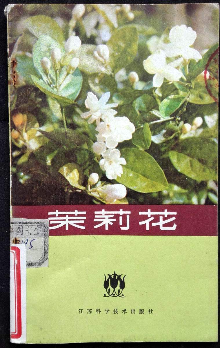 The Secondhand Jasmine Flower is a