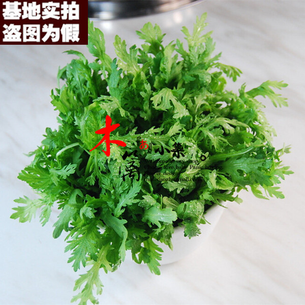 【茼蒿2号17】清香茼蒿室内阳台盆栽蔬菜 蓬蒿菊花菜 绿植