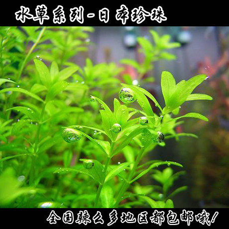 True water grass~Fish tank aquarium water grass~Fish tank water grass~Japanese pearl grass~Pair of leaves pearl grass in the back view grass